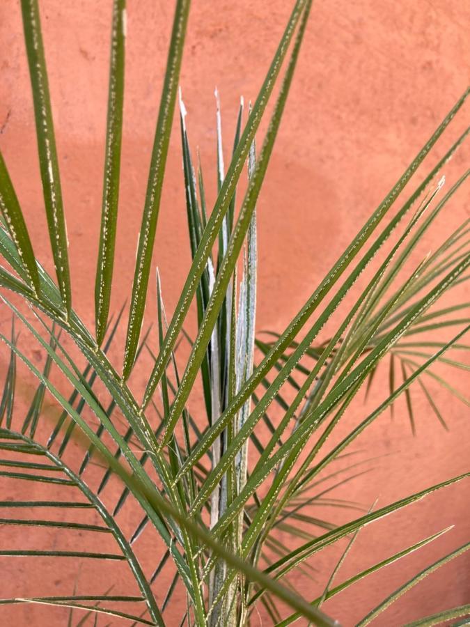 Al Wifak Guest house Marrakesh